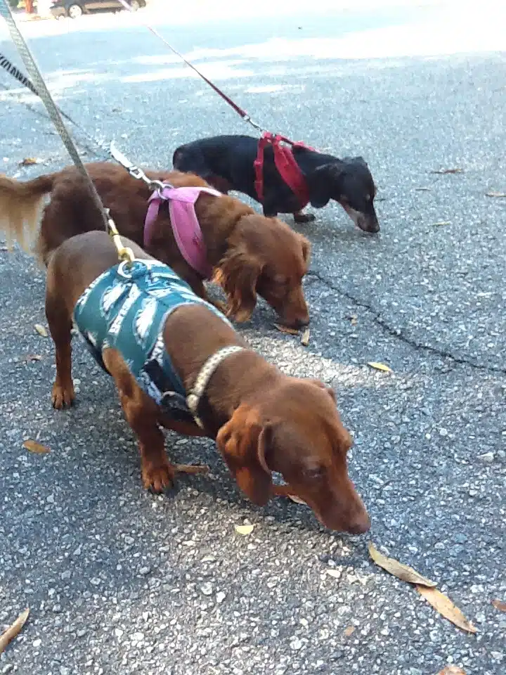 Novak, Georgia, Hans